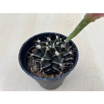 Gymnocalycium mihanovichii