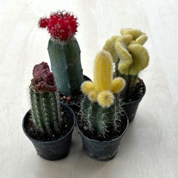 Gymnocalycium