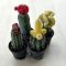 Gymnocalycium