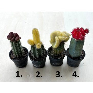 Gymnocalycium