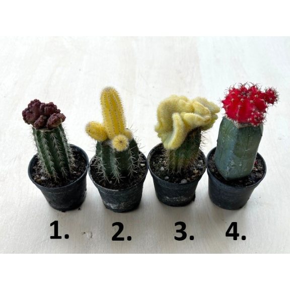 Gymnocalycium