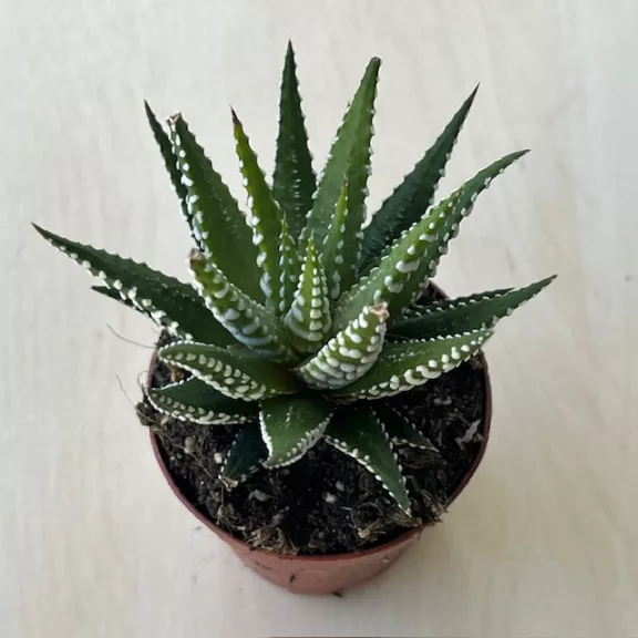 Haworthia fasciata 'Big Band' Haworthia fasciata 'Big Band'