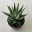 Haworthia fasciata 'Big Band' 