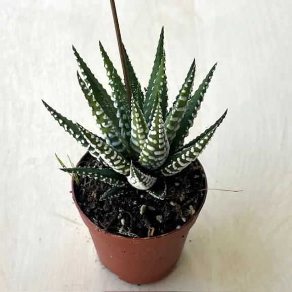 Haworthia fasciata 'Big Band' Haworthia fasciata 'Big Band'