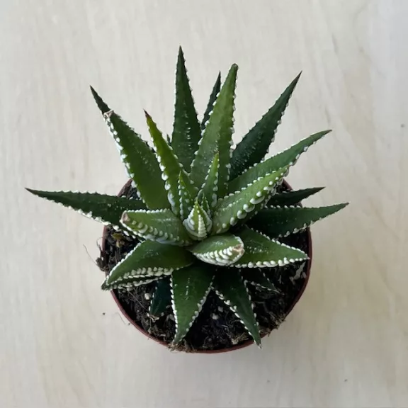 Haworthia fasciata 'Big Band' Haworthia fasciata 'Big Band'