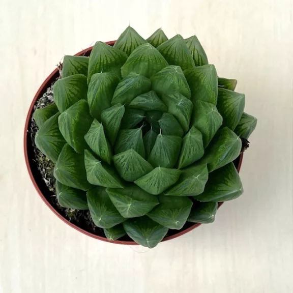 Haworthia cooperi Haworthia cooperi