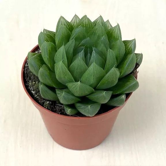 Haworthia cooperi Haworthia cooperi