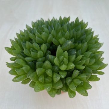 Haworthia cooperi