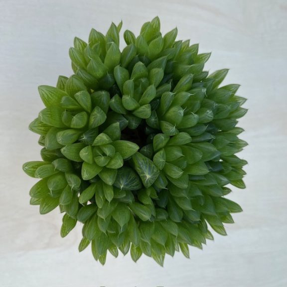 Haworthia cooperi