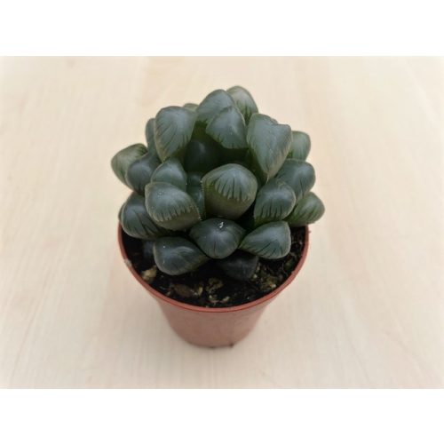 Haworthia cooperi var. pilifera