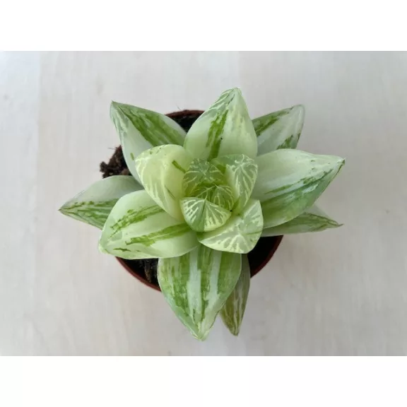 Haworthia cymbiformis 'Variegata' Haworthia cymbiformis 'Variegata'