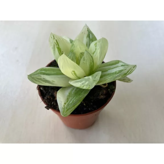 Haworthia cymbiformis 'Variegata' Haworthia cymbiformis 'Variegata'