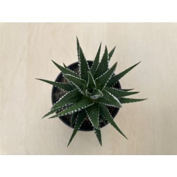 Haworthia fasciata