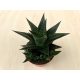 Haworthia limifolia