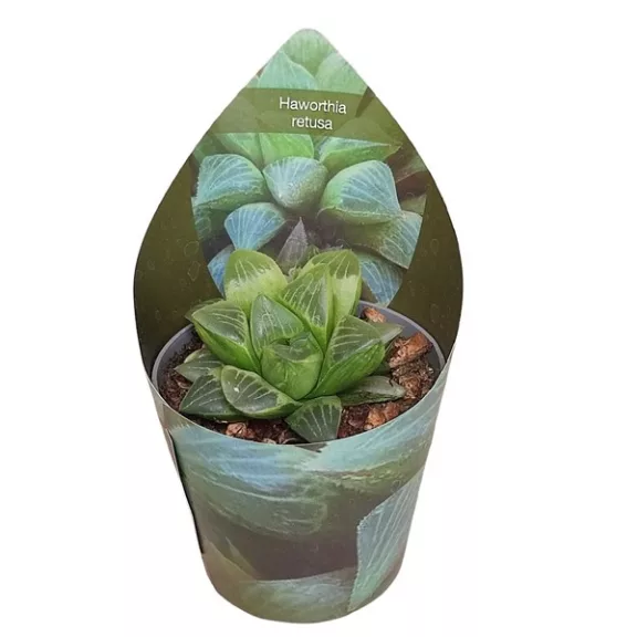 Haworthia retusa Haworthia retusa