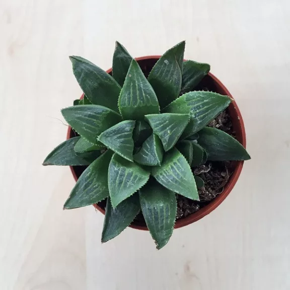 Haworthia retusa Haworthia retusa