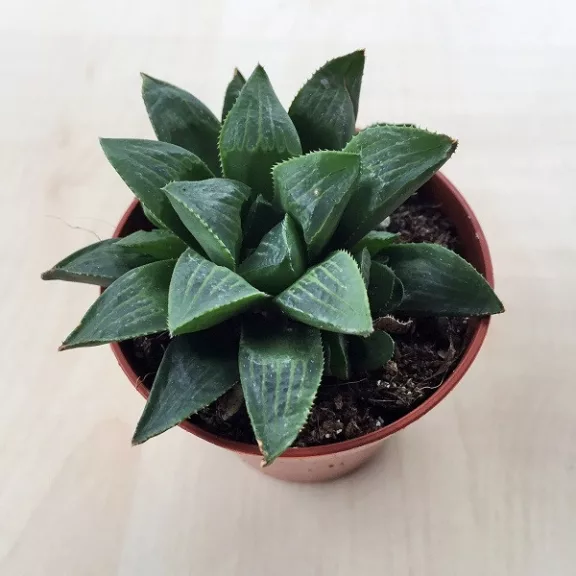 Haworthia retusa Haworthia retusa