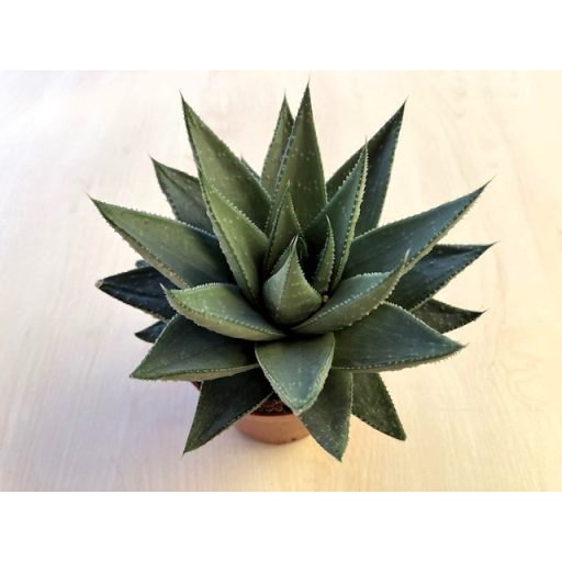 Haworthia 'Safari Savanna'