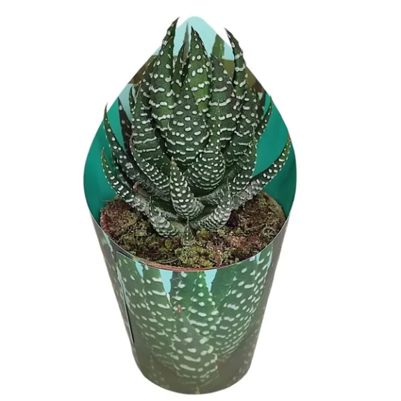 Haworthia superfasciata Haworthia superfasciata