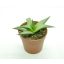 Haworthia venosa