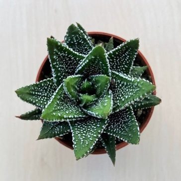 Haworthiopsis attenuata f. tanba