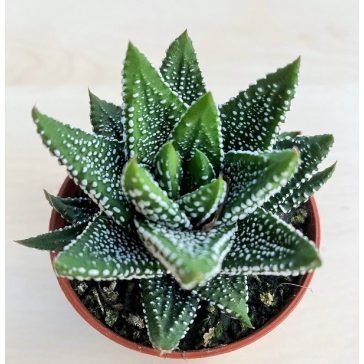 Haworthiopsis attenuata f. tanba