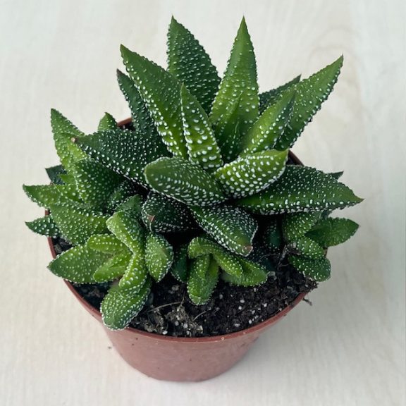 Haworthiopsis attenuata f. tanba