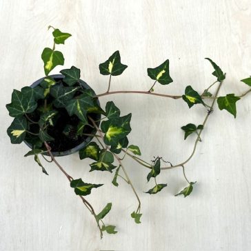 Hedera helix 'Erecta'