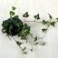 Hedera helix 'Erecta'