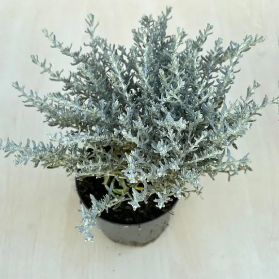 Helichrysum italicum 'Silvio Moundy' Helichrysum italicum 'Silvio Moundy'