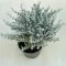 Helichrysum italicum 'Silvio Moundy'