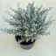 Helichrysum italicum 'Silvio Moundy'