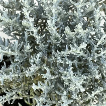 Helichrysum italicum 'Silvio Moundy'