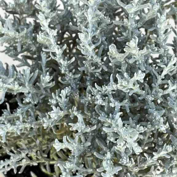 Helichrysum italicum 'Silvio Moundy' Helichrysum italicum 'Silvio Moundy'