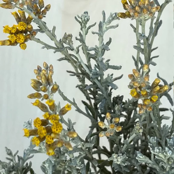 Helichrysum italicum 'Silvio Moundy' Helichrysum italicum 'Silvio Moundy'