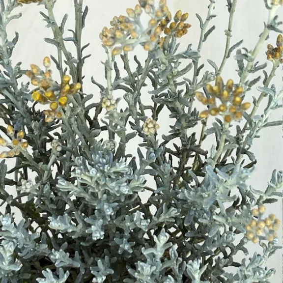 Helichrysum italicum 'Silvio Moundy' Helichrysum italicum 'Silvio Moundy'