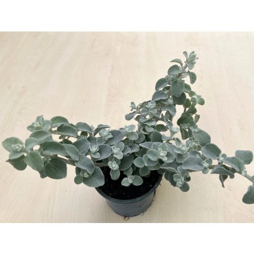 Helichysum petiolare