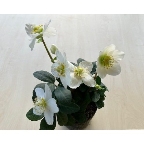 Helleborus niger 'Christmas Carol' - po odkvitnutí