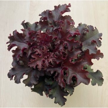 Heuchera americana 'Melting Fire'