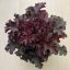 Heuchera americana 'Melting Fire'