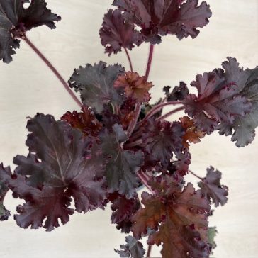 Heuchera americana 'Melting Fire'