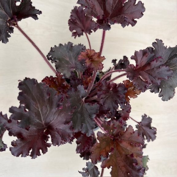 Heuchera americana 'Melting Fire'