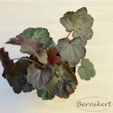 Heuchera micrantha 'Palace Purple'