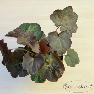 Heuchera micrantha 'Palace Purple'