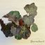 Heuchera micrantha 'Palace Purple'