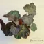 Heuchera micrantha 'Palace Purple'