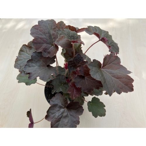 Heuchera micrantha 'Palace Purple'