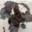 Heuchera micrantha 'Palace Purple'
