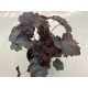 Heuchera micrantha 'Palace Purple'