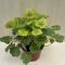 Heuchera 'Northern Exposure Sienna'